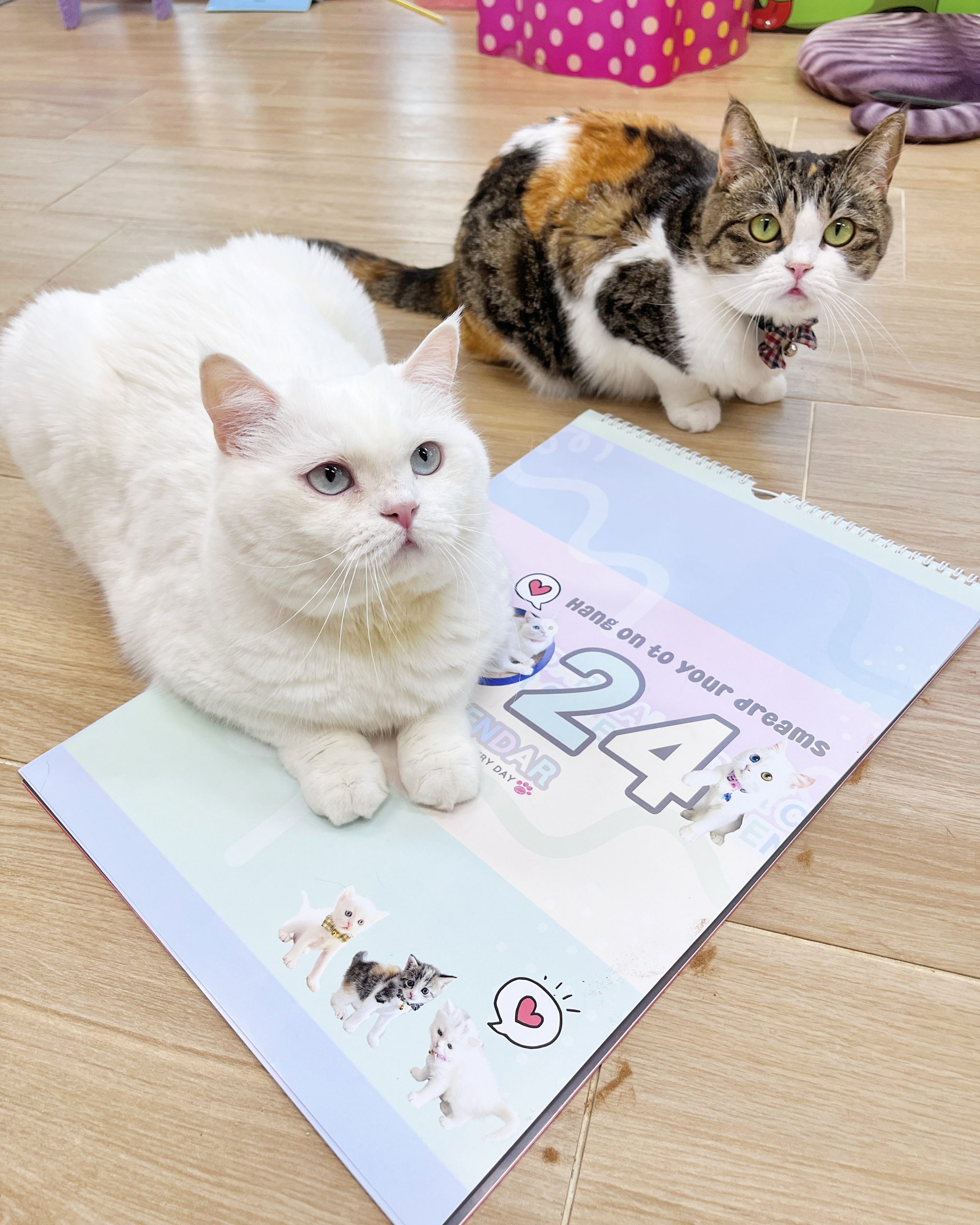 3DA35746-1BA3-43A0-9A72-6C60A4195E19